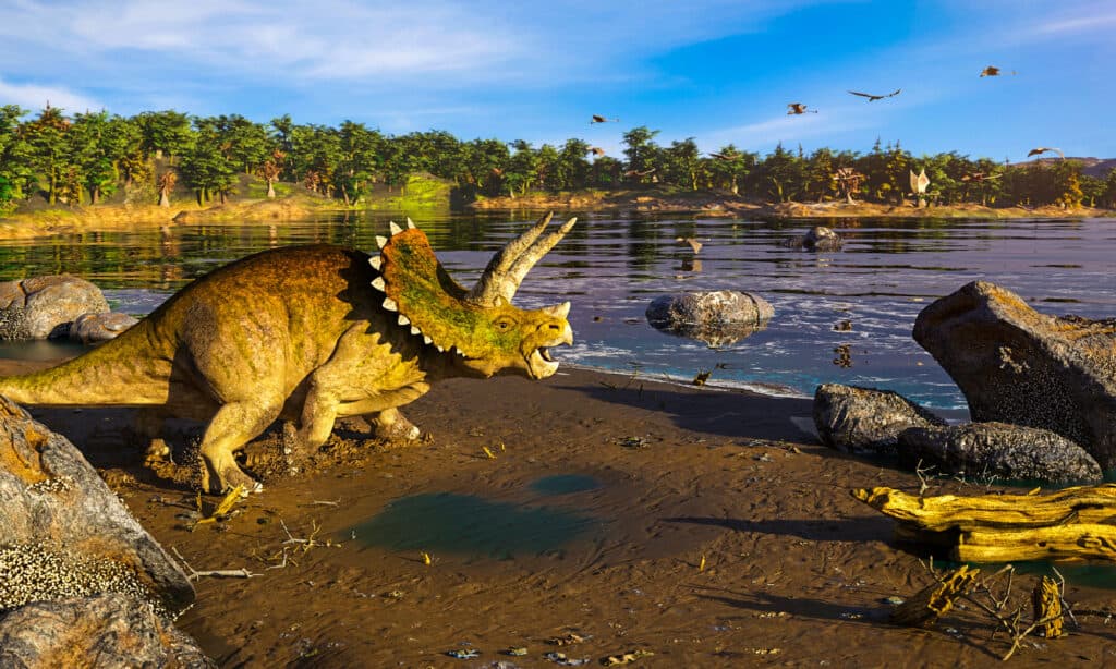 Triceratops lived in North Dakota