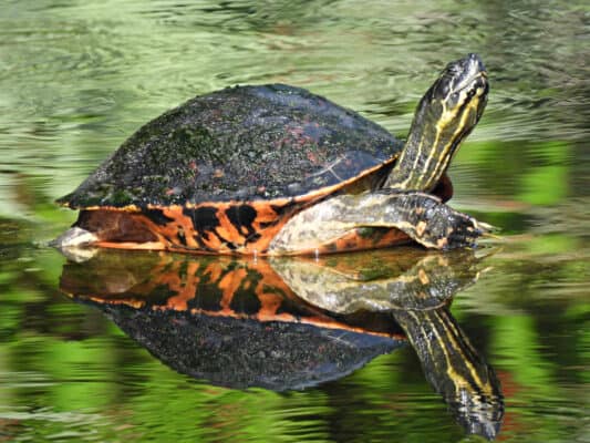 5 Incredible Freshwater Turtles in Florida - A-Z Animals