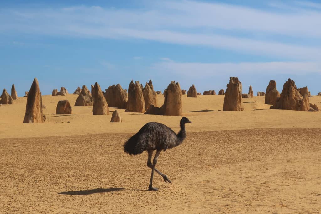 australian desert animals and plants