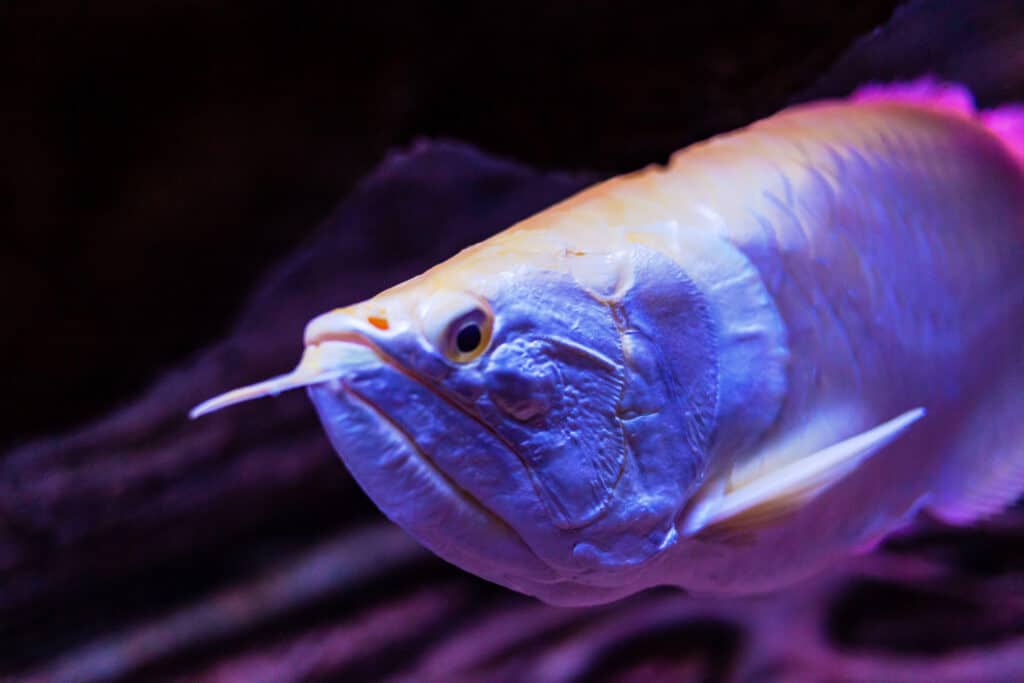 Albino Silver Arowana Fish view in close up in an aquarium