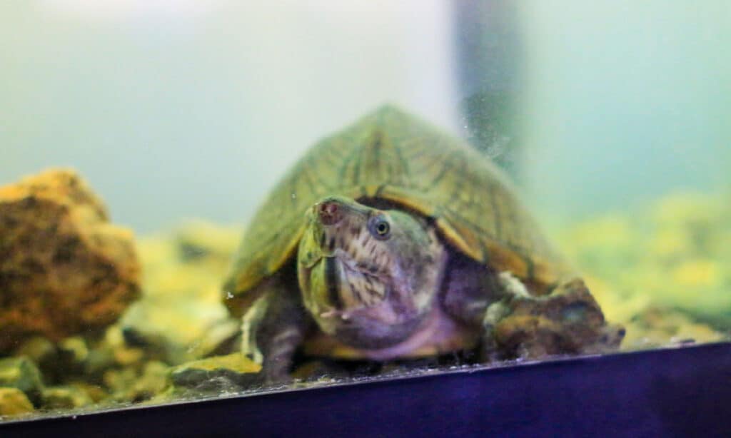 Razorback Musk Turtle