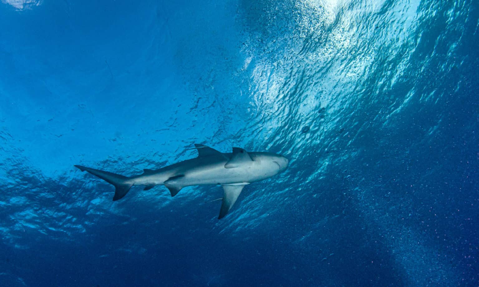 A Complete History of Sharks in the Mississippi River AZ Animals