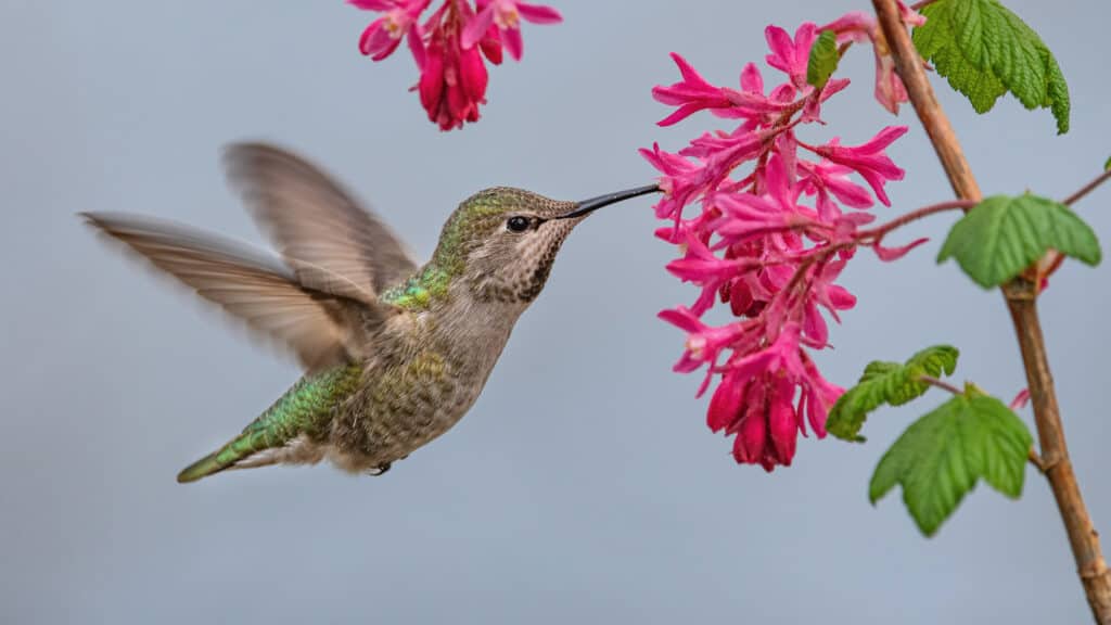 Anna's Hummingbird