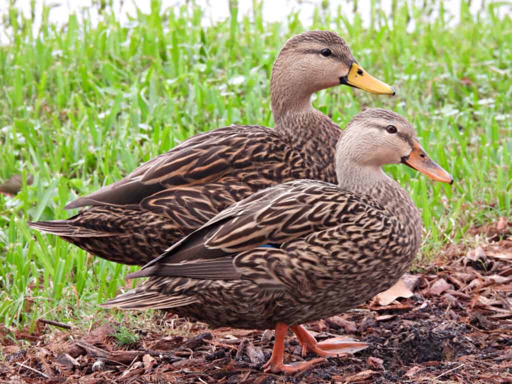 Mottled Ducks - รายละเอียด