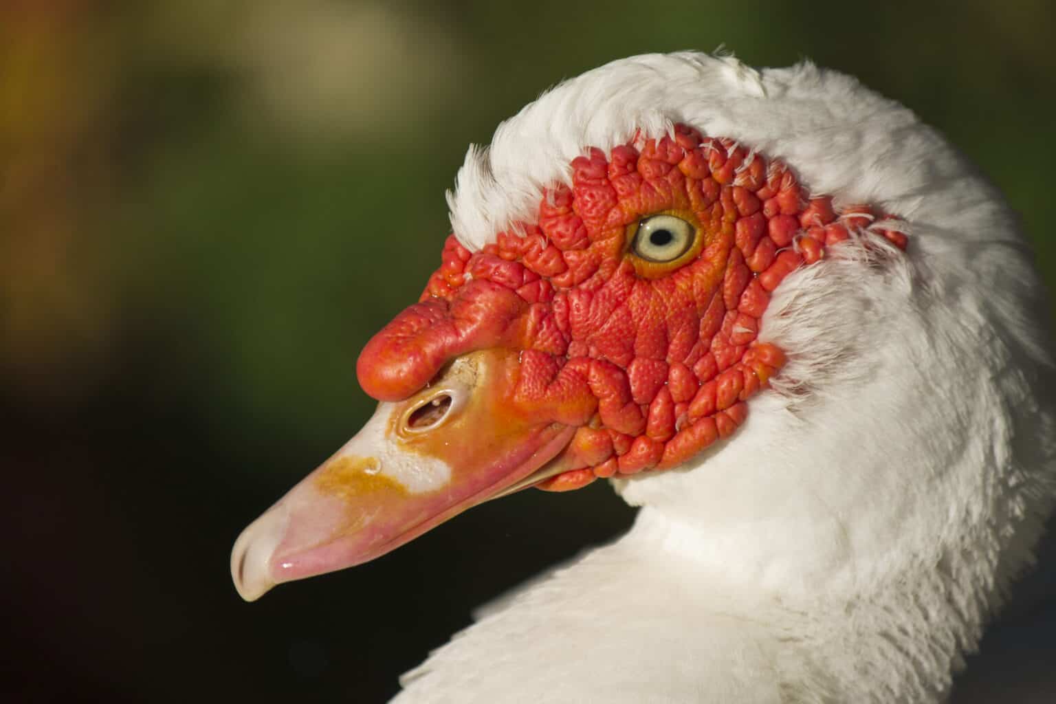 Wildlife in Belize - Types of Belizean Animals - A-Z Animals