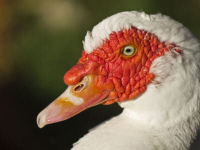 Muscovy Duck Picture