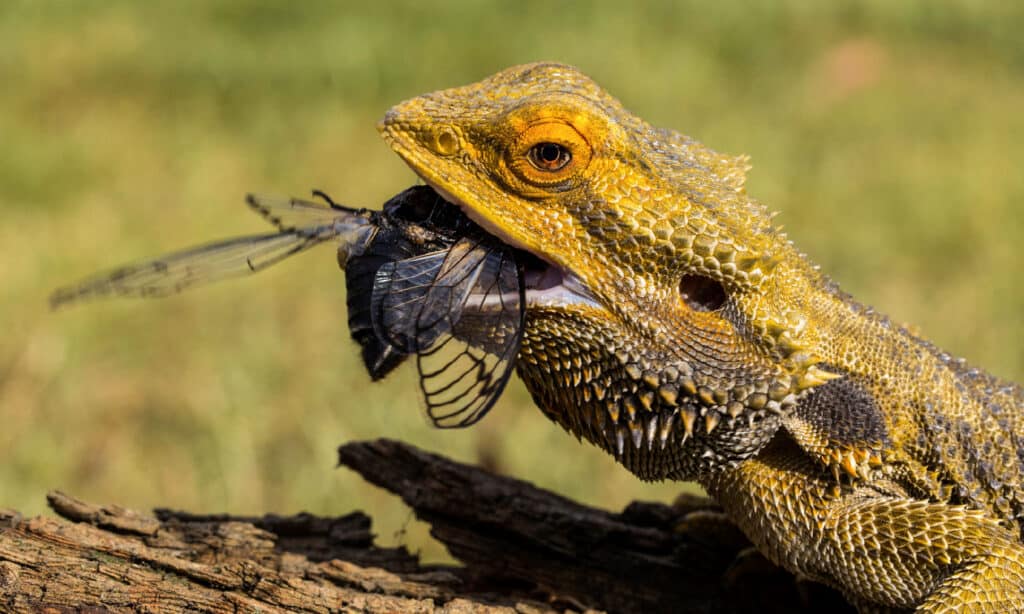 Bearded Dragon