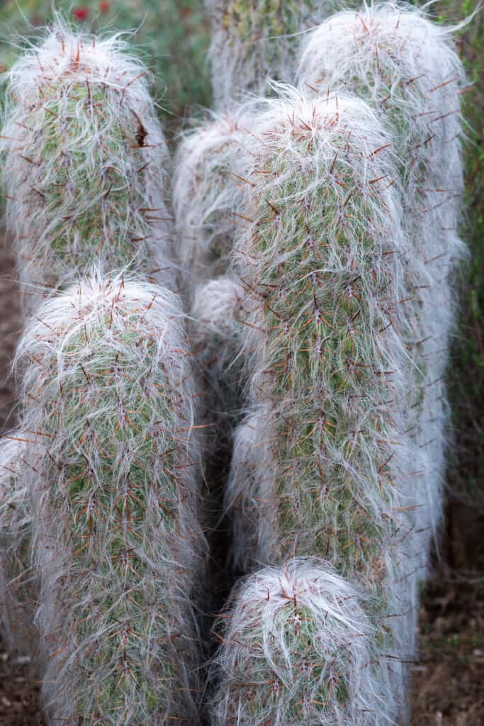 Old man cactus growing in a group.