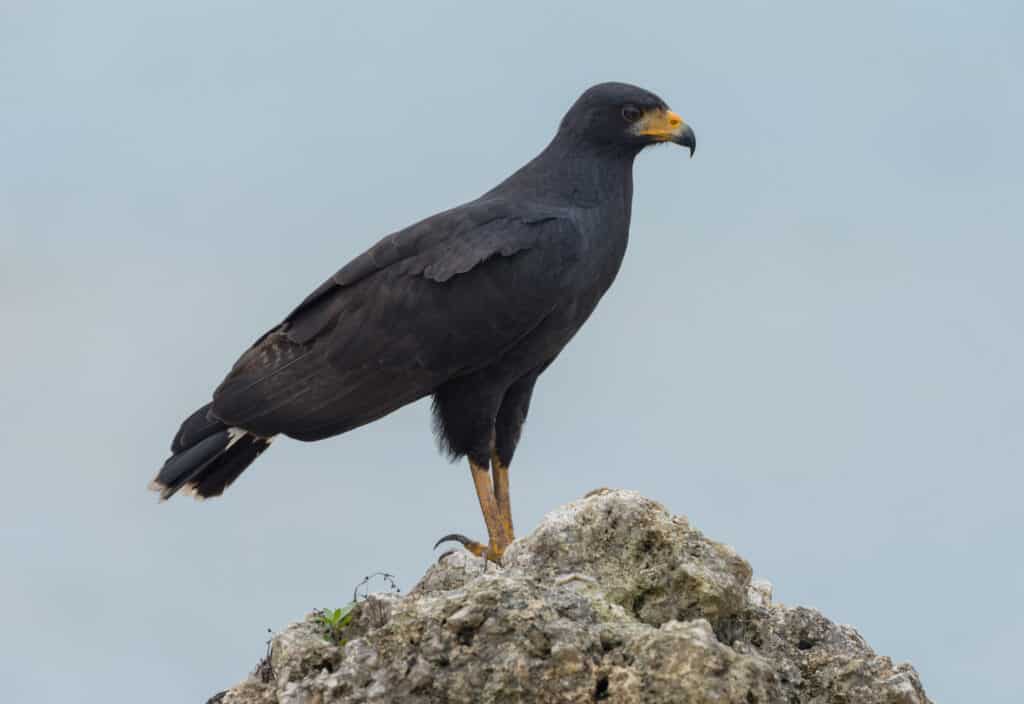 Hawks, like this great black hawk, have hooked beaks and excellent eyesight.