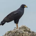 great black hawk, Buteogallus urubitinga, Bocas del Toro, Panama
