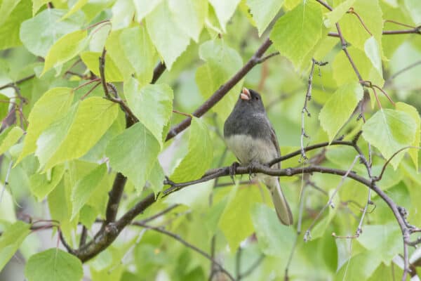 New Mexico's 5 Best Bird Watching Spots This Summer - A-Z Animals