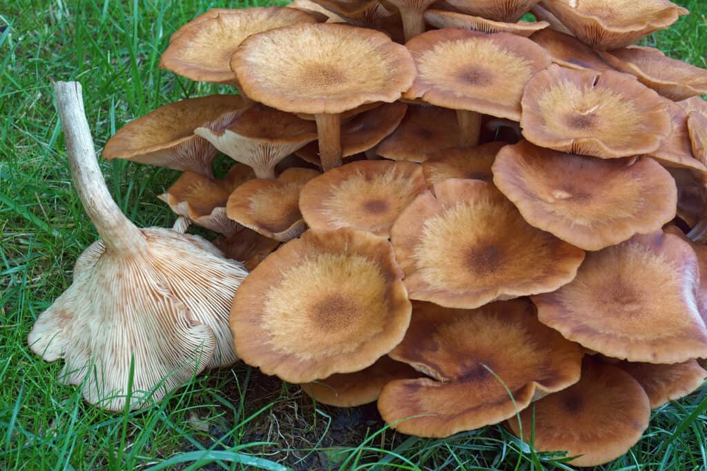 Cluster of ringless honey mushrooms