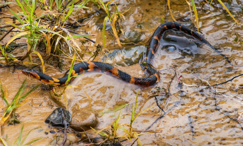 Broad-banded Water Snake