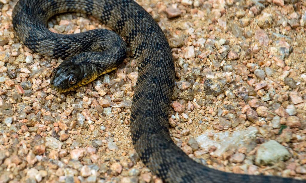 Diamond-backed Water Snake