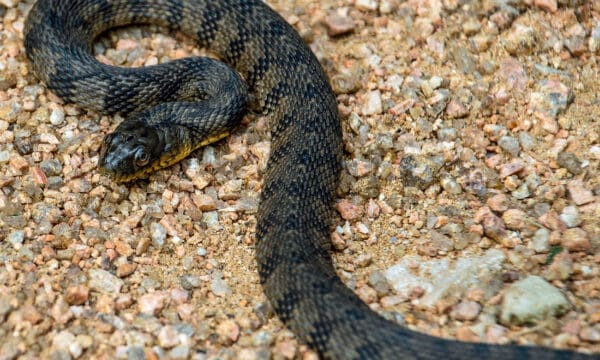 Discover 11 Brown Snakes Slithering Across Alabama (4 Are Venomous) - A ...