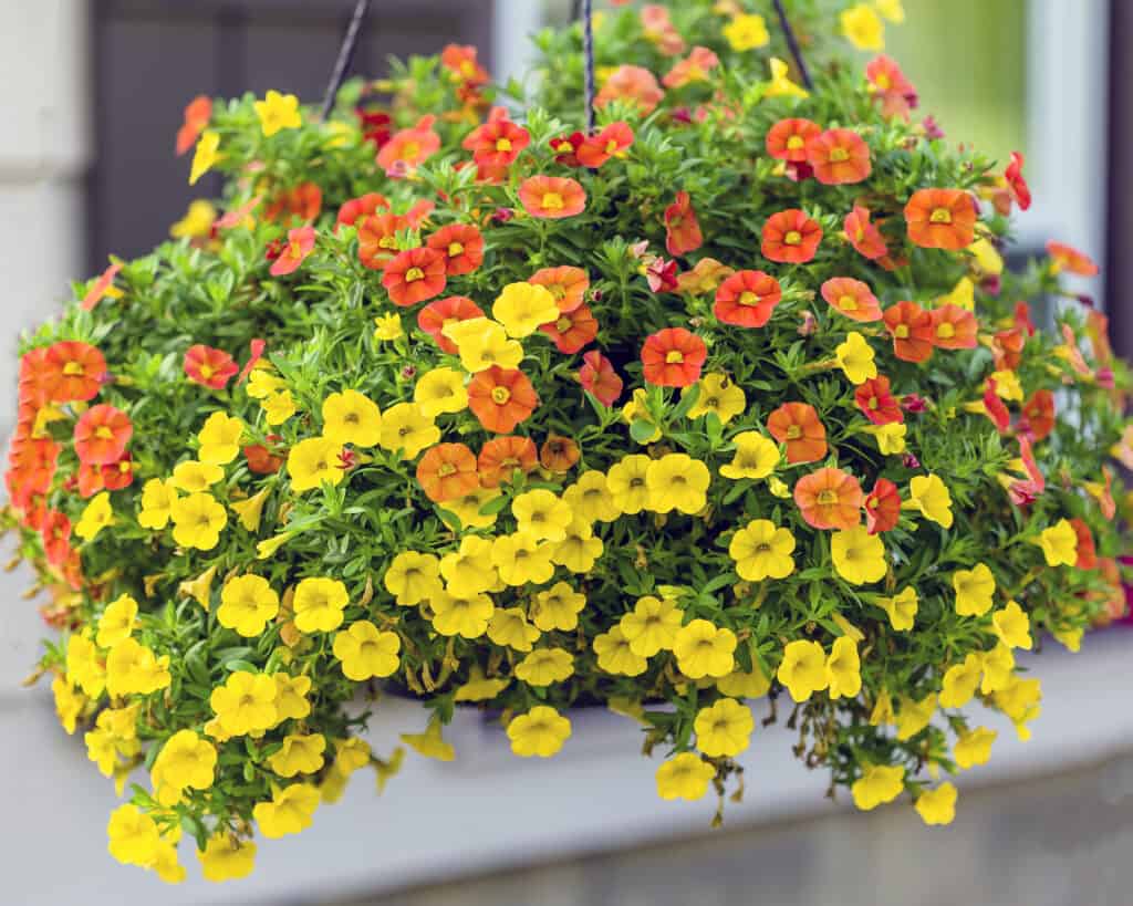 Hanging basket with Million Bells Flowers. 