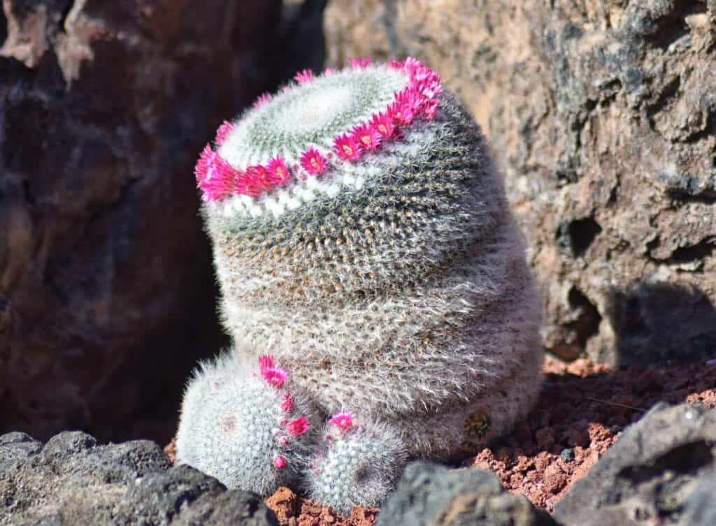 Old Lady Pincushion Cactus