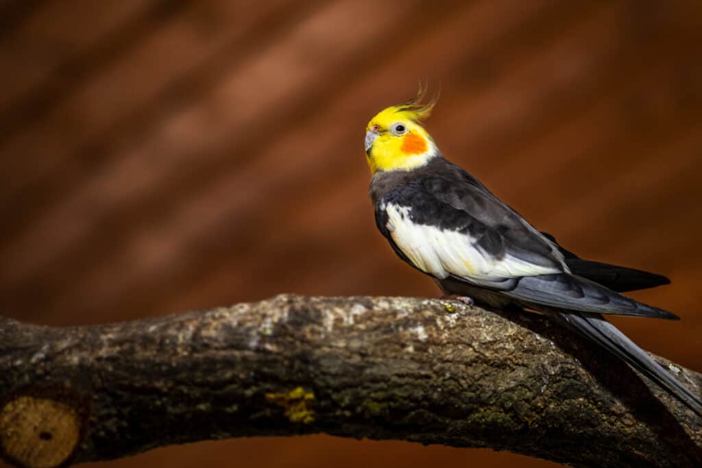 View of grey-yellow female cockatiel parrot on the tree branch