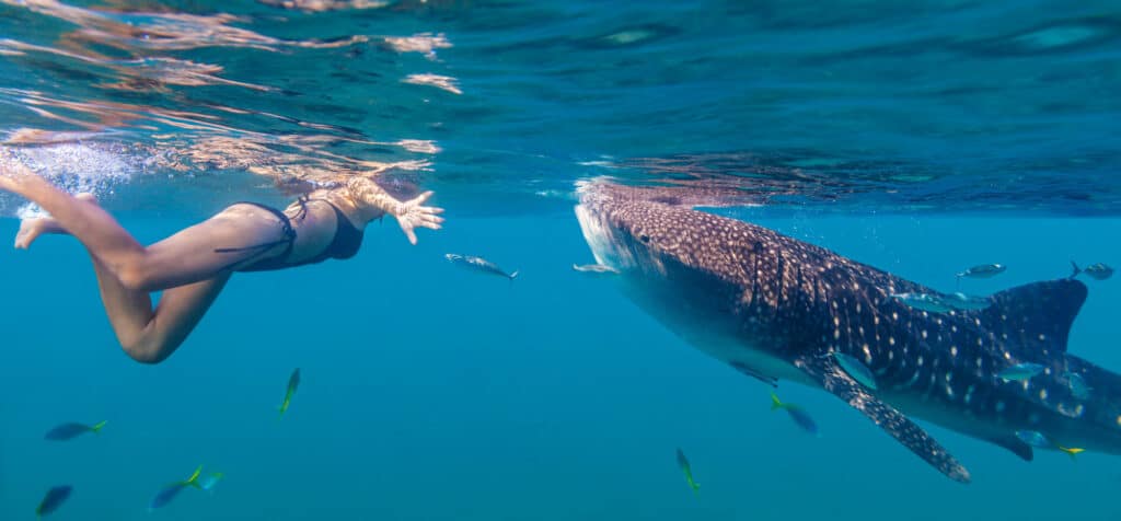 whale shark