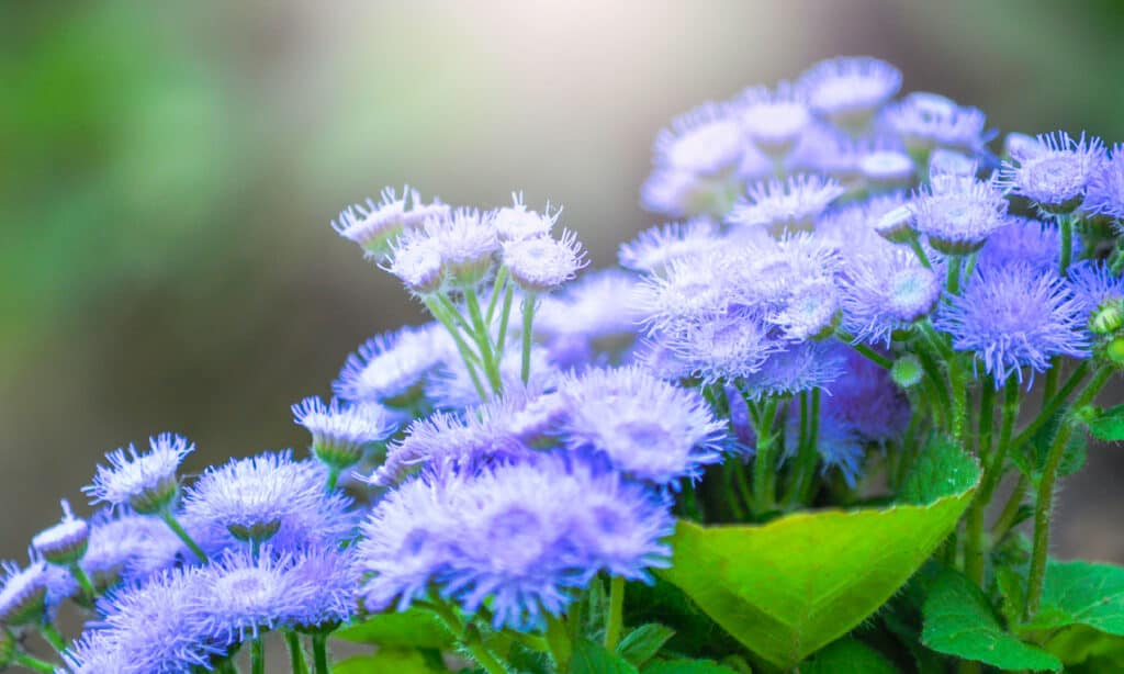 Low maintenance annual flowers: Floss Flower or Ageratum.