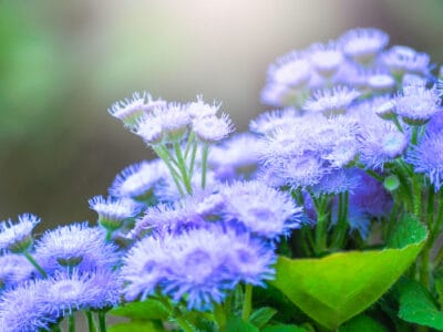 A 10 Blue Annual Flowers: Soothing Beauties