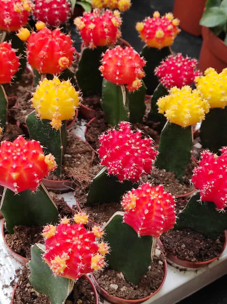 Colored Gymnocalycium mihanovichii, or moon cactus