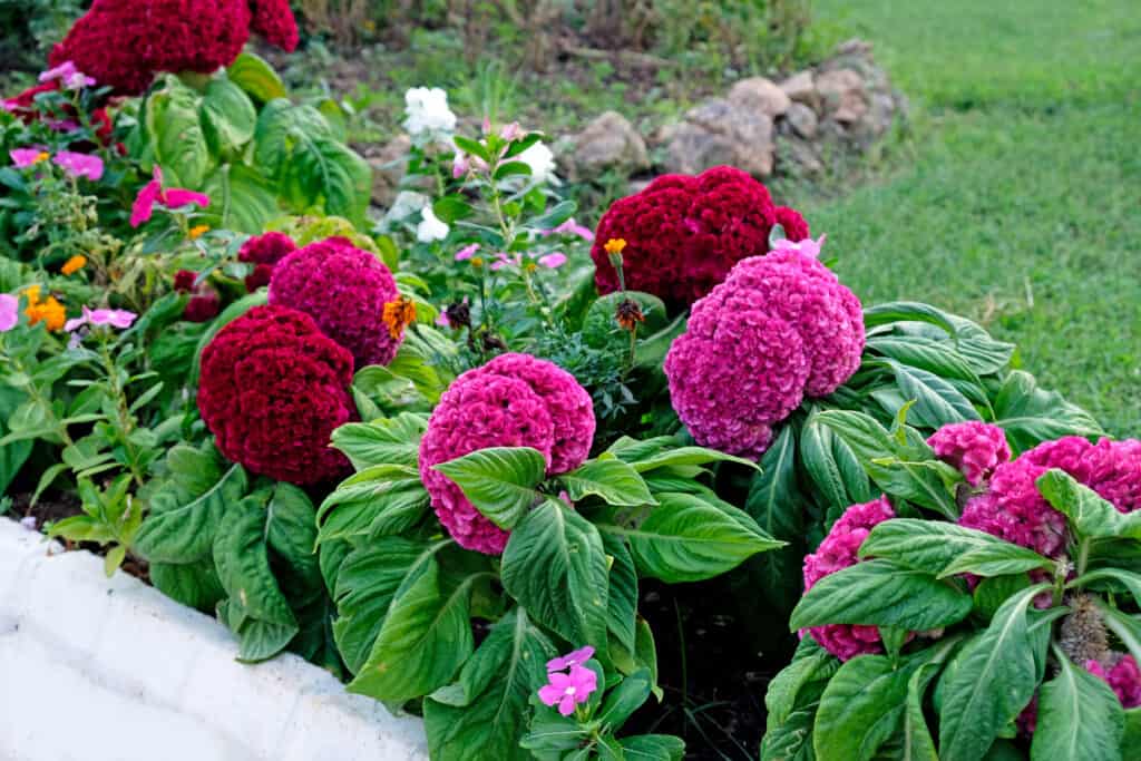 Pink and red celosia coxcomb flowers.