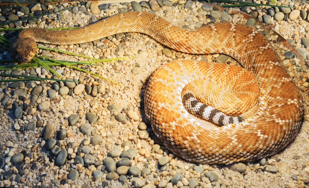 Red Diamondback Rattlesnake resting on the ground.