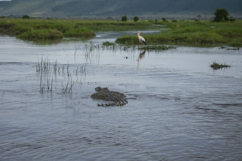 Giant Nile crocodile swimming toward a stork.