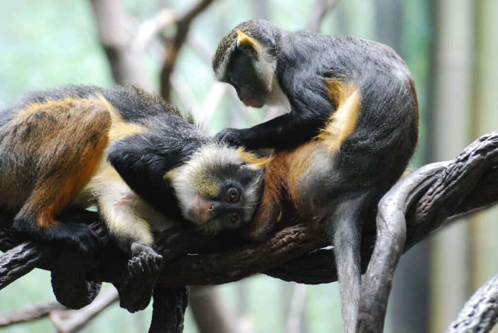 Wolf's Mona Monkeys grooming each other while sitting on a branch.
