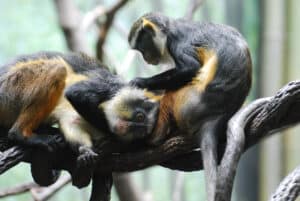 Monkeys Grooming Each Other (with Pictures!) Picture