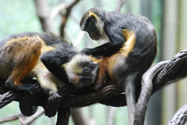 Wolf's mona monkeys grooming each other while resting on a branch.