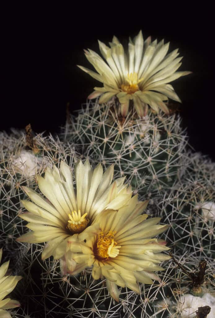 Group of beehive cactus with yellow flowers