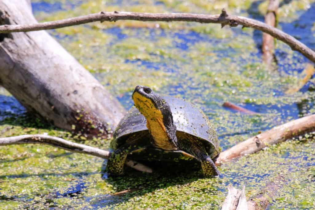 Blanding's turtle