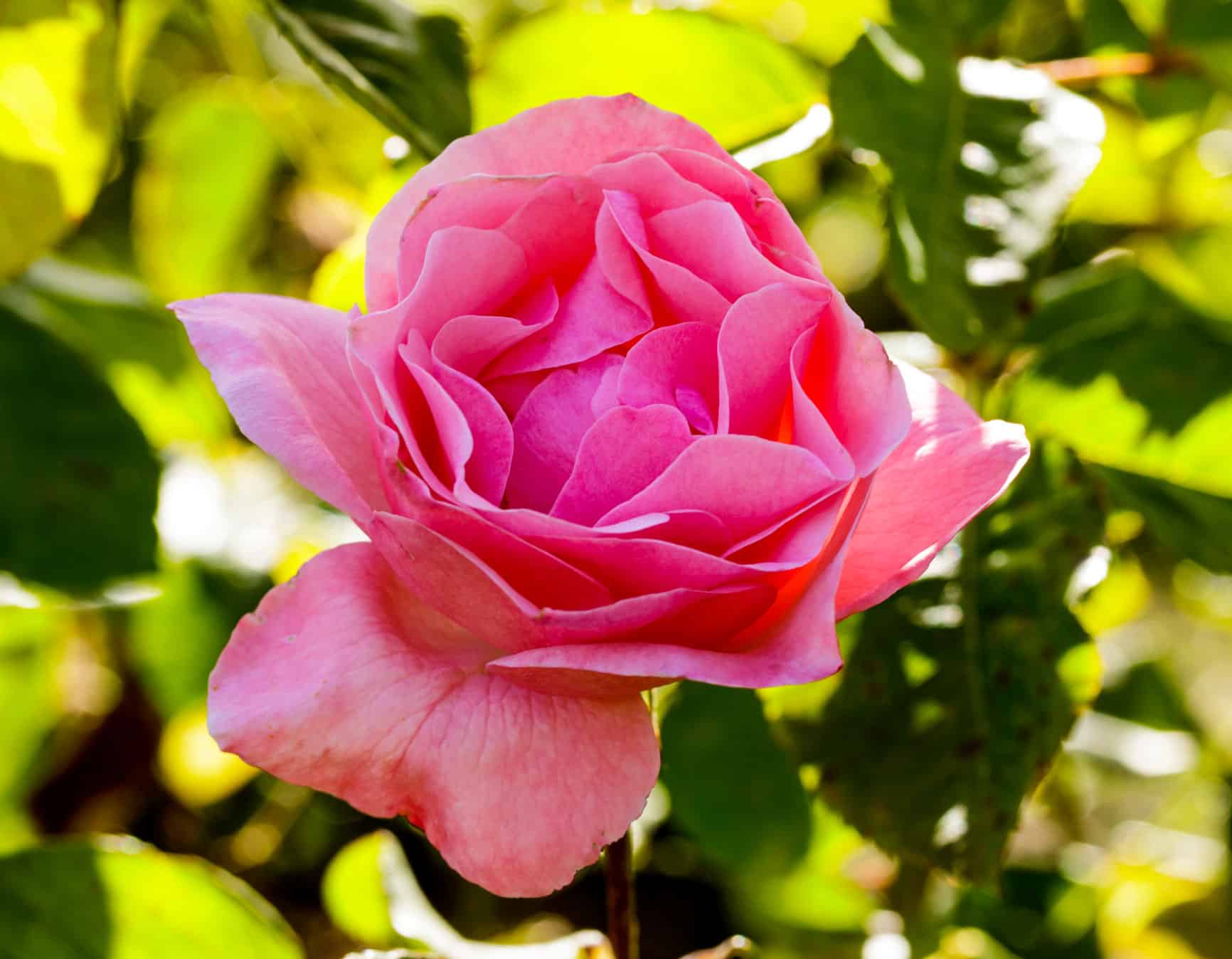 7 Stunning Roses That Grow In Pennsylvania AZ Animals