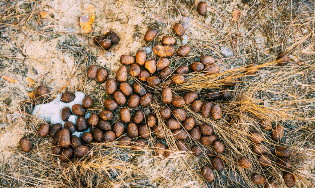 male elk poop