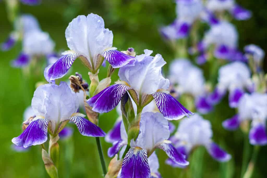 Light blue iris flowers close-up