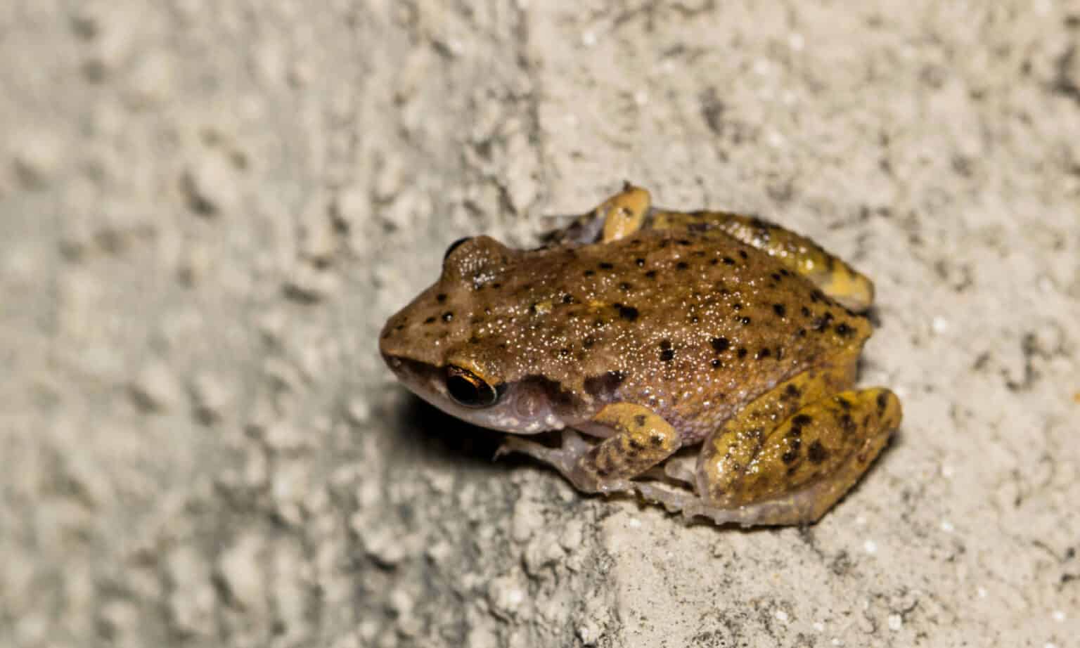 15 Frogs in Texas - A-Z Animals