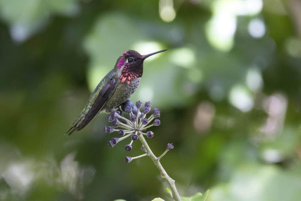 Male Anna's Hummingbird