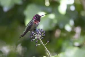 Just How Fast Do Hummingbirds Fly and Flap Their Wings? Picture