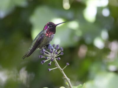 A Discover What It Means When a Hummingbird Chirps