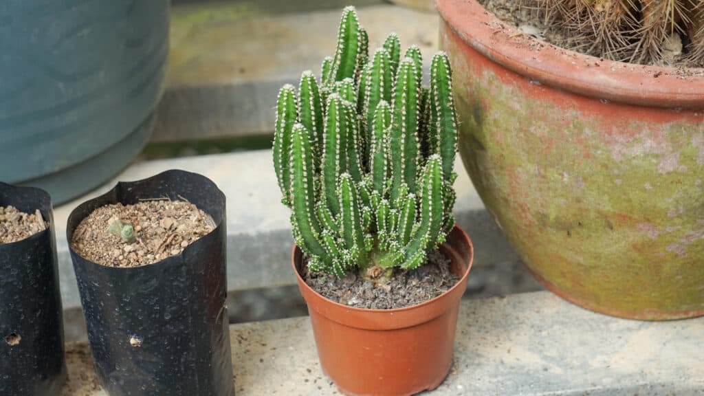 Fairy Castle Cactus in small pot.