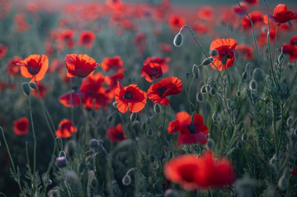 Field of red poppies in the sun.