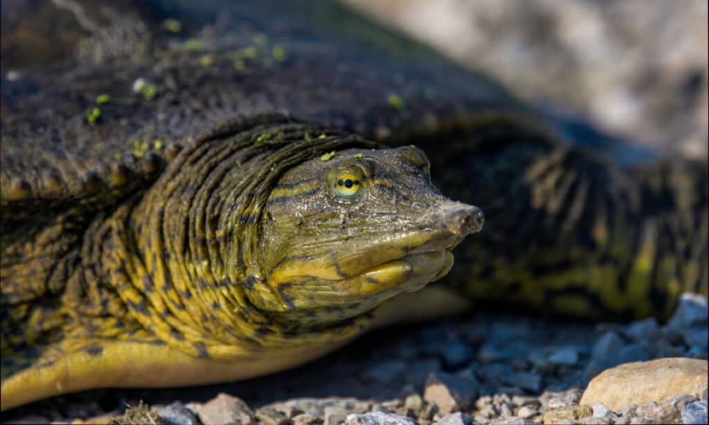 Spiny Softshell Turtle (Apalone spinifera)