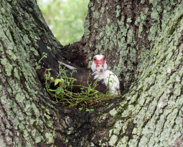 muscovy ducks