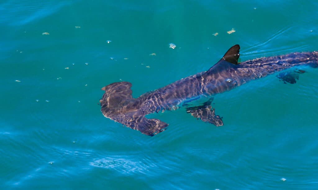 Smooth hammerhead shark (Sphyrna zygaena) swimming close to surface.