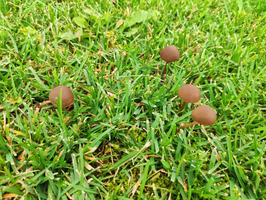 Haymaker Mushrooms in grass.