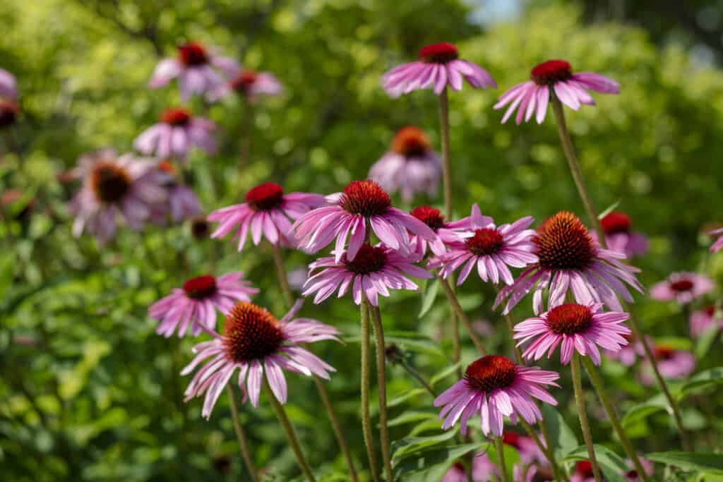 Flowers to Plant in October