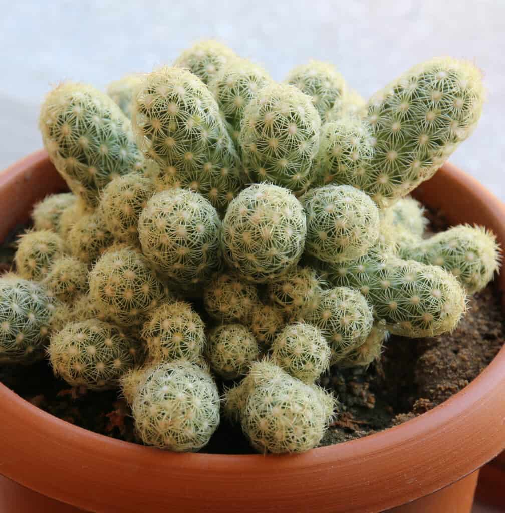 Mammillaria elongata, ladyfinger cactus, or gold lace cactus