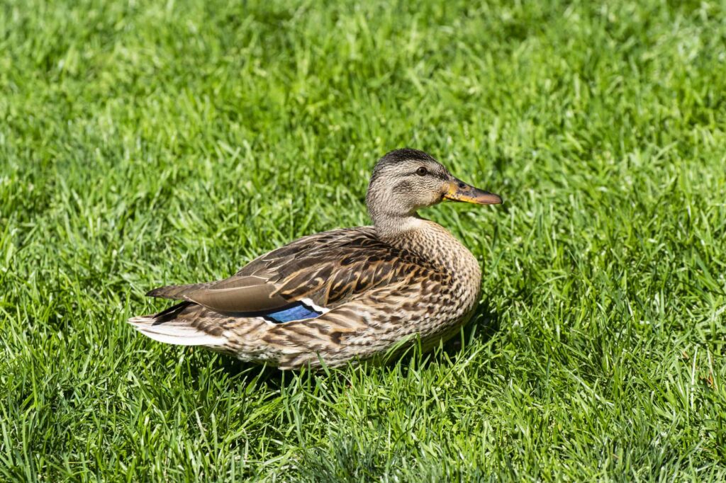 diving duck vs dabbling duck